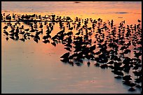 Flock of birds with sunset colors reflected, Ding Darling NWR, Sanibel Island. Florida, USA ( color)