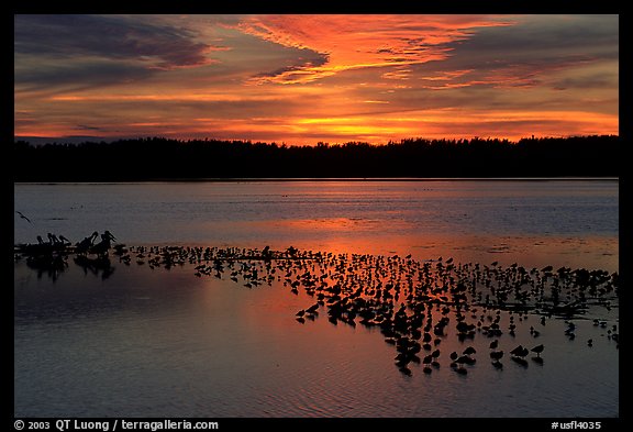 Large pond with birds at sunset under colorful sky, Ding Darling NWR. Florida, USA