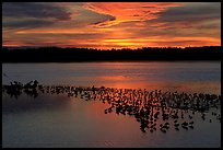 Large pond with birds at sunset under colorful sky, Ding Darling NWR. Florida, USA