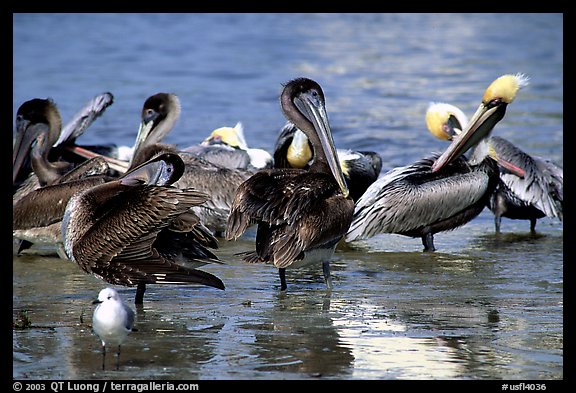 Pelicans, Sanibel Island. Florida, USA