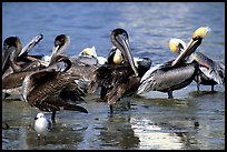 Pelicans, Sanibel Island. Florida, USA (color)