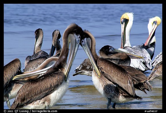 Pelicans, Sanibel Island. Florida, USA (color)