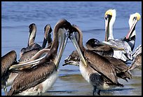 Pelicans, Sanibel Island. Florida, USA