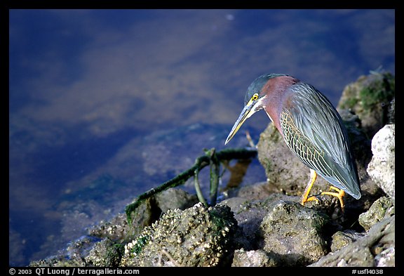 Green-backed heron, Ding Darling NWR, Sanibel Island. Florida, USA (color)