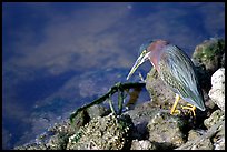 Green-backed heron, Ding Darling NWR, Sanibel Island. Florida, USA