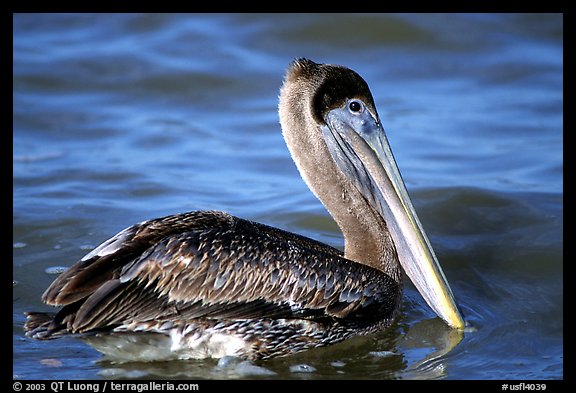 Pelican floating on water, Sanibel Island. Florida, USA (color)