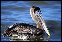 Pelican floating on water, Sanibel Island. Florida, USA