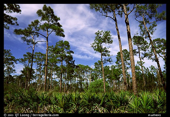 Pine forest with palmetto undergrowth. Corkscrew Swamp, Florida, USA (color)