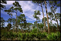 Pine forest with palmetto undergrowth. Corkscrew Swamp, Florida, USA ( color)