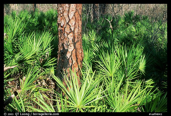 Pine trunk and palmeto. Corkscrew Swamp, Florida, USA (color)