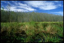 Sawgrass and cypress dome. Corkscrew Swamp, Florida, USA