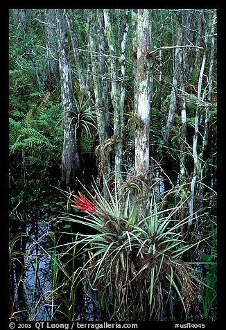 Bromeliads and cypress. Corkscrew Swamp, Florida, USA (color)
