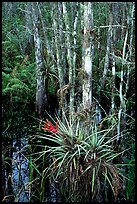 Bromeliads and cypress. Corkscrew Swamp, Florida, USA ( color)