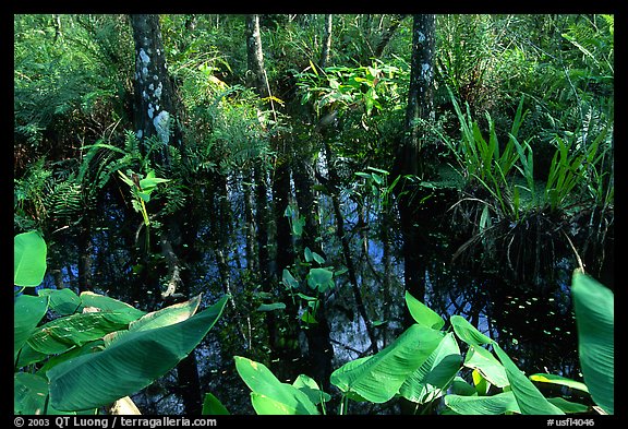 Water plants. Corkscrew Swamp, Florida, USA (color)