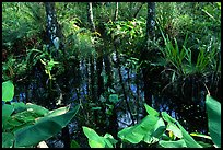 Water plants. Corkscrew Swamp, Florida, USA