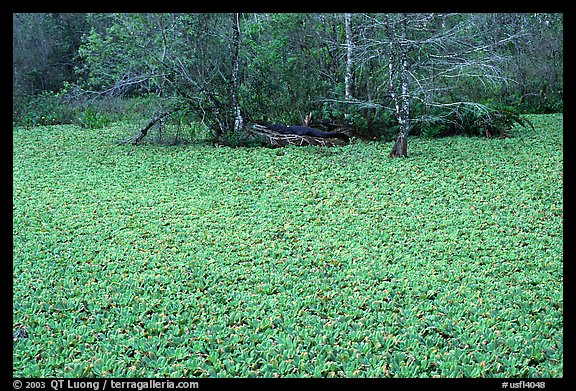 Water lettuce pond with alligator in the distance. Corkscrew Swamp, Florida, USA (color)