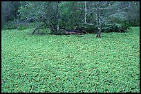 Water lettuce pond with alligator in the distance. Corkscrew Swamp, Florida, USA ( color)