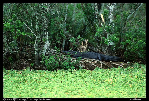 Aligator on the banks of pond. Corkscrew Swamp, Florida, USA (color)