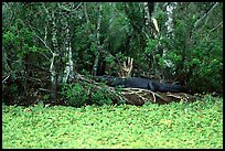 Aligator on the banks of pond. Corkscrew Swamp, Florida, USA ( color)