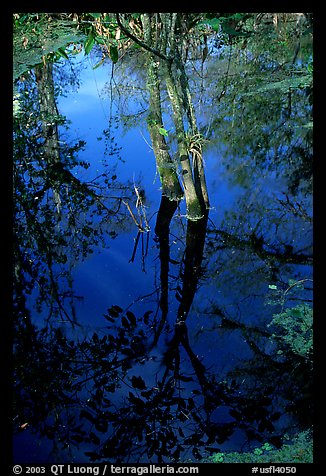 Cypress reflected in dark swamp. Corkscrew Swamp, Florida, USA