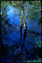 Cypress reflected in dark swamp. Corkscrew Swamp, Florida, USA (color)