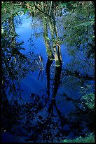 Cypress reflected in dark swamp. Corkscrew Swamp, Florida, USA (color)