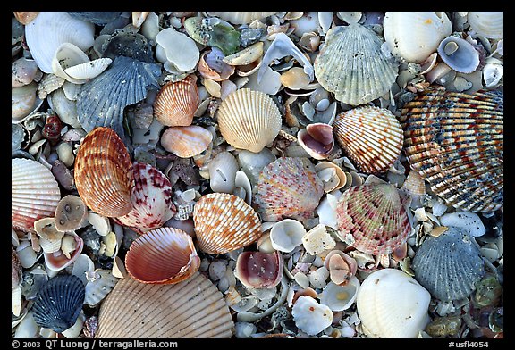 Shells close-up, Sanibel Island. Florida, USA (color)