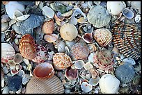 Shells close-up, Sanibel Island. Florida, USA (color)