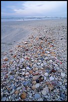 Beach covered with sea shells, sunrise. Sanibel Island, Florida, USA