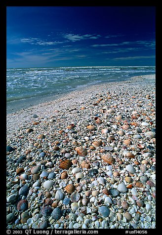 Beach covered with sea shells, mid-day, Sanibel Island. Florida, USA (color)