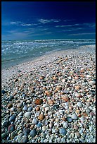 Beach covered with sea shells, mid-day, Sanibel Island. Florida, USA (color)