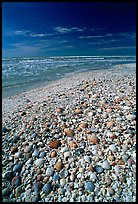 Beach covered with sea shells, mid-day, Sanibel Island. Florida, USA ( color)