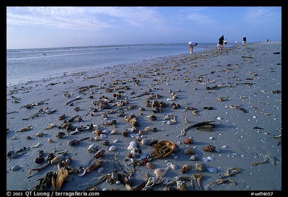 Shells washed-up on shore and beachcombers, Sanibel Island. Florida, USA (color)