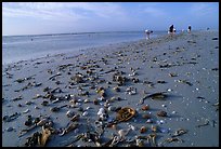 Shells washed-up on shore and beachcombers, Sanibel Island. Florida, USA (color)