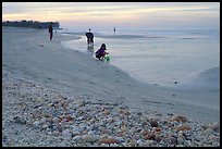 Shells washed-up on shore and beachcomber, Sanibel Islands. Florida, USA (color)