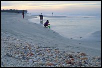 Shells washed-up on shore and beachcomber, Sanibel Islands. Florida, USA