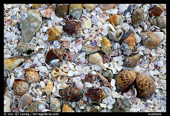 Sea shells close-up, Sanibel Island. Florida, USA (color)