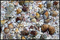 Sea shells close-up, Sanibel Island. Florida, USA