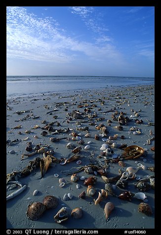 Shells washed-up on shore. Sanibel Island, Florida, USA