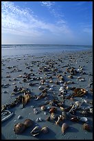 Shells washed-up on shore. Sanibel Island, Florida, USA