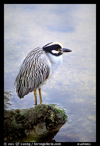 Yellow-crowned night heron, Ding Darling NWR, Sanibel Island. Florida, USA (color)