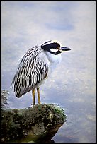 Yellow-crowned night heron, Ding Darling NWR, Sanibel Island. Florida, USA (color)