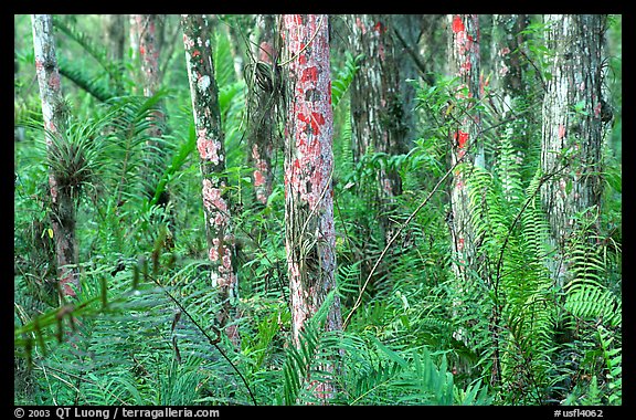 Trunks covered with red lichen, Loxahatchee National Wildlife Refuge. Florida, USA (color)