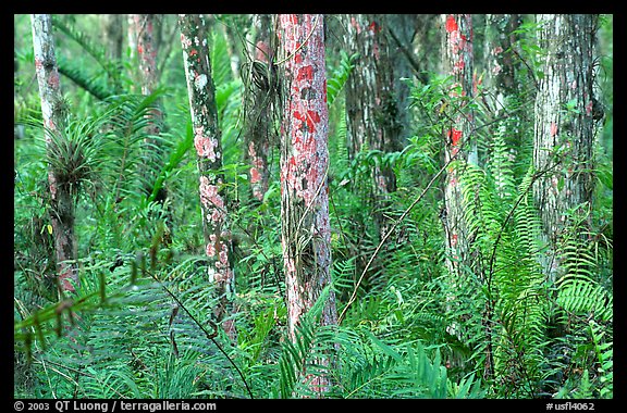 Trunks covered with red lichen, Loxahatchee NWR. Florida, USA