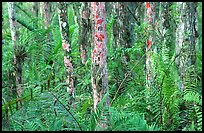 Trunks covered with red lichen, Loxahatchee National Wildlife Refuge. Florida, USA (color)