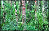 Trunks covered with red lichen, Loxahatchee National Wildlife Refuge. Florida, USA ( color)