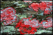 Red lichen detail, Loxahatchee NWR. Florida, USA (color)