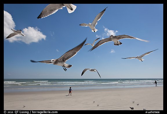 Seagulls and Atlantic beach, Jetty Park. Cape Canaveral, Florida, USA