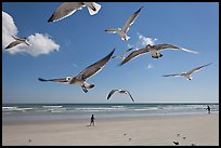 Seagulls and Atlantic beach, Jetty Park. Cape Canaveral, Florida, USA