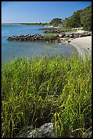 Grasses and  Matanzas River, Fort Matanzas National Monument. St Augustine, Florida, USA ( color)